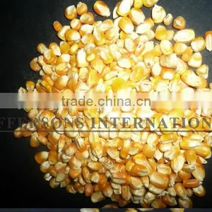 Paraguay Maiz Corn thumbnail-3