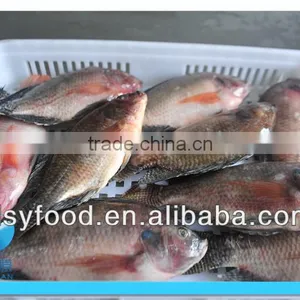 WR Frozen Black Tilapia thumbnail-2