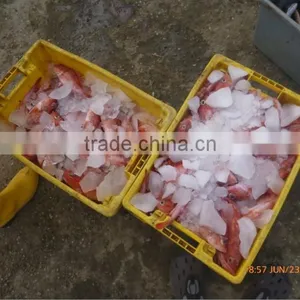 Latest Technology Commercial Cheap Multiple System Plate Ice Machinery thumbnail-5