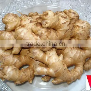 Ginger Grade 1 thumbnail-1