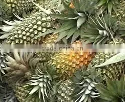 Fresh Pineapple thumbnail-5