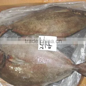 Frozen Black Pomfret Fish thumbnail-6