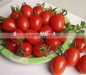 Tomato Paste Canned thumbnail-3