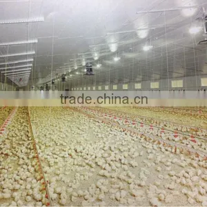 Automatic Environmental Controlled Chicken Farms Construction thumbnail-4