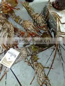Fresh Frozen Lobster thumbnail-1