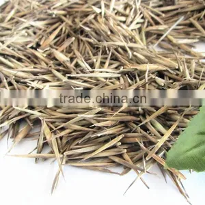 Moso Bamboo Seeds for Sales thumbnail-2