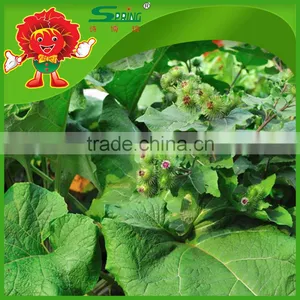 High Quality Chinese Fresh Burdock, Best Natural Burdock Root for Export thumbnail-6