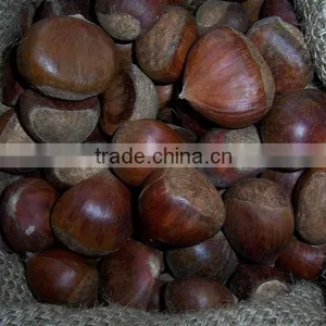 Chestnut Type Raw Chestnut thumbnail-2