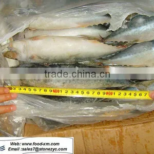 Hot Frozen Mackerel Sea Frozen Whole Mackerel thumbnail-1