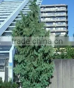 Chamaecyparis Noo. Pendula Plant thumbnail-1