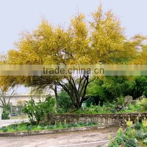 Oudoor Plant Cheapest Price Quick Shipment-acacia Farnesiana thumbnail-3