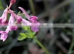 GMP Kosher Natural Corydalis Root Extract thumbnail-2