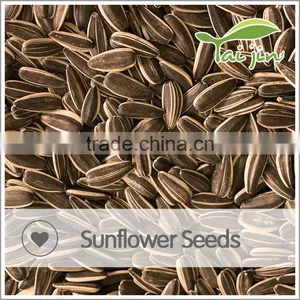Sell Organic Chinese Sunflower Seeds Long Shape thumbnail-1