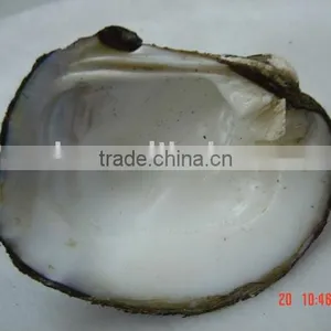 Natural Shell,freshwater Mussel,mother of Pearl Shell thumbnail-1