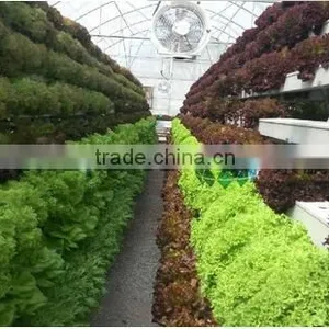 Glass Greenhouses thumbnail-2