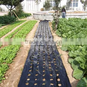 Plastic Agricultural Perforated Film With Holes for Seeding Growth thumbnail-4