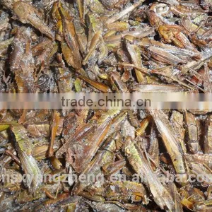 Freeze Dried Locusts Use for Pet Chicken Guinea Fowl and Blue Peacock and Mandarin Ducks thumbnail-6
