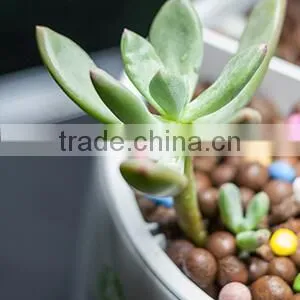 Intelligent Plant Growth Machine Flower Growing Pots thumbnail-5