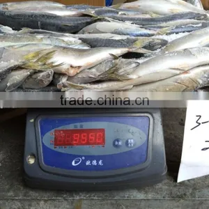 Frozen Pacific Mackerel thumbnail-4