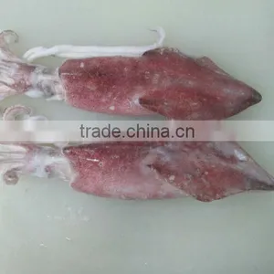Squid thumbnail-4