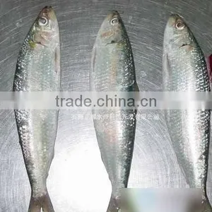 Chinese Seafood Wholesale Frozen Sardine Fish thumbnail-1