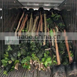 Ficus Religiosa Sacred Fig Trees thumbnail-1