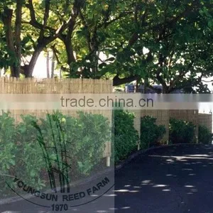 Reed Fence thumbnail-1