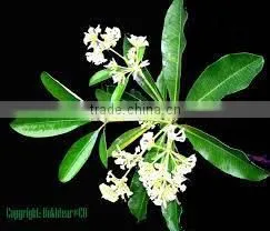 Alstonia Scholaries R.Br thumbnail-1
