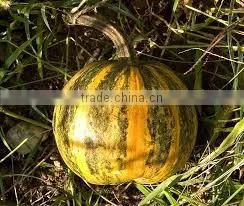 Pumpkin Seeds thumbnail-2