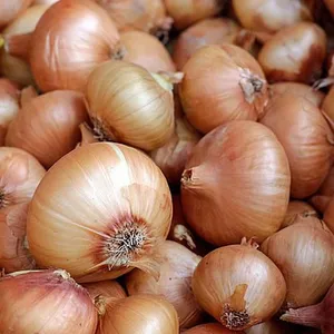 Fresh Yellow Onion in 25kg/Mesh Bag thumbnail-4