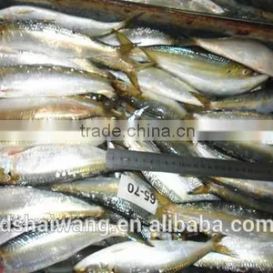 Frozen Sardine for Bait With Size 60 - 70 Pcs / 10kg Ctn thumbnail-4