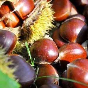 Authentic Qianxi Chestnut Wholesale | Premium Sweet China Chestnut Supplier thumbnail-3