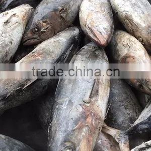 Whole Round 3.4kgs up Frozen Skipjack Tuna Fish thumbnail-1