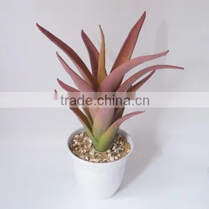 MINI Aloe Vera Plants For Sale thumbnail-2