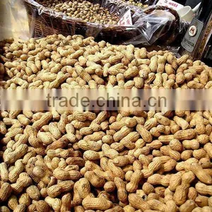Best Price Roasted Peanut in Shell thumbnail-1