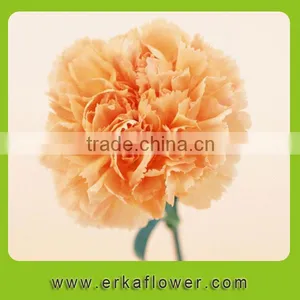 Diversified in Packaging New Coming Beautiful Fresh Carnation for Decoration thumbnail-5