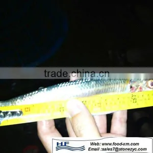 Frozen Sardine Fish thumbnail-1