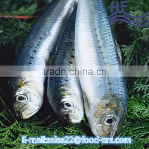 Wholesale Seafood of China Sardine Fish ,sardine Fish Importers thumbnail-1