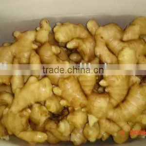New Crop Chinese Air-dry Fresh Big Ginger thumbnail-1