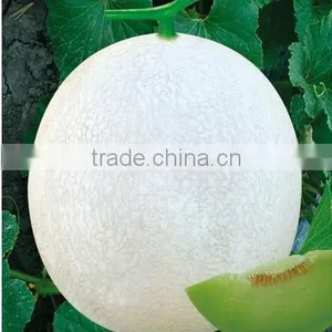 Hybrid Sweet Melon for Growing-Silver Handsome thumbnail-1