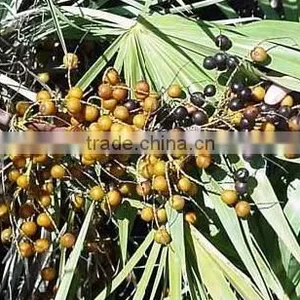 GMP Natural High Quality Saw Palmetto Extract/Saw Palmetto Extract Powder/Fatty Acid thumbnail-3