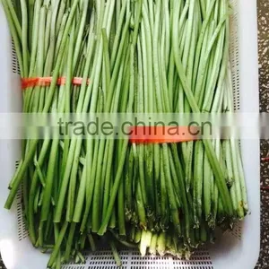 Good Quality Wasabi IQF Wasabi thumbnail-1