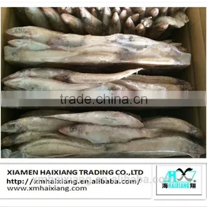 Frozen Silver Sillago Fish thumbnail-5