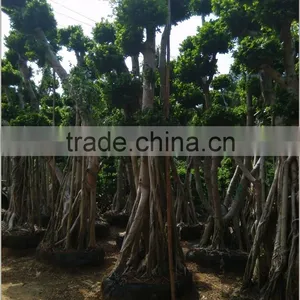 Ficus Microcarpa Bonsai Big Ficus Bonsai Outdoor Ficus Original Root Bonsai Ficus thumbnail-1