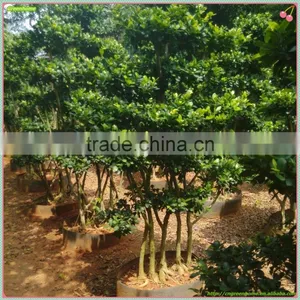 Medium Size Shaped Outdoor Bonsai Plants of Ficus Microcarpa 5 Pcs Trees Shaped Combination Ficus thumbnail-1