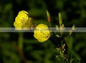 NSF GMP Oil of Evening Primrose thumbnail-3