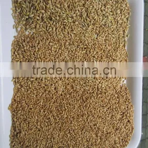 Factory Wheat Color Sorter/barley Wheat Color Sorting Machine/color Separator thumbnail-5