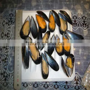 Frozen Shell Mussel thumbnail-1