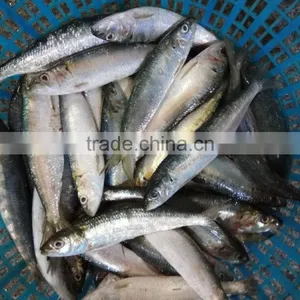New Fish Sardine for Bait on Sale thumbnail-3