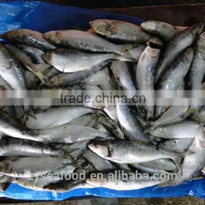 Sardinops Melanosticta 50-80G Frozen Sardines thumbnail-2
